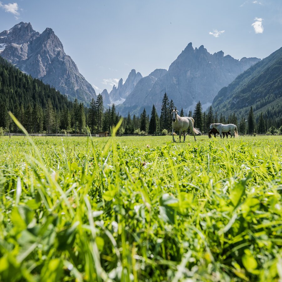 Paesaggio, prato, cavalli, sfondo di montagna | © Wisthaler Harald