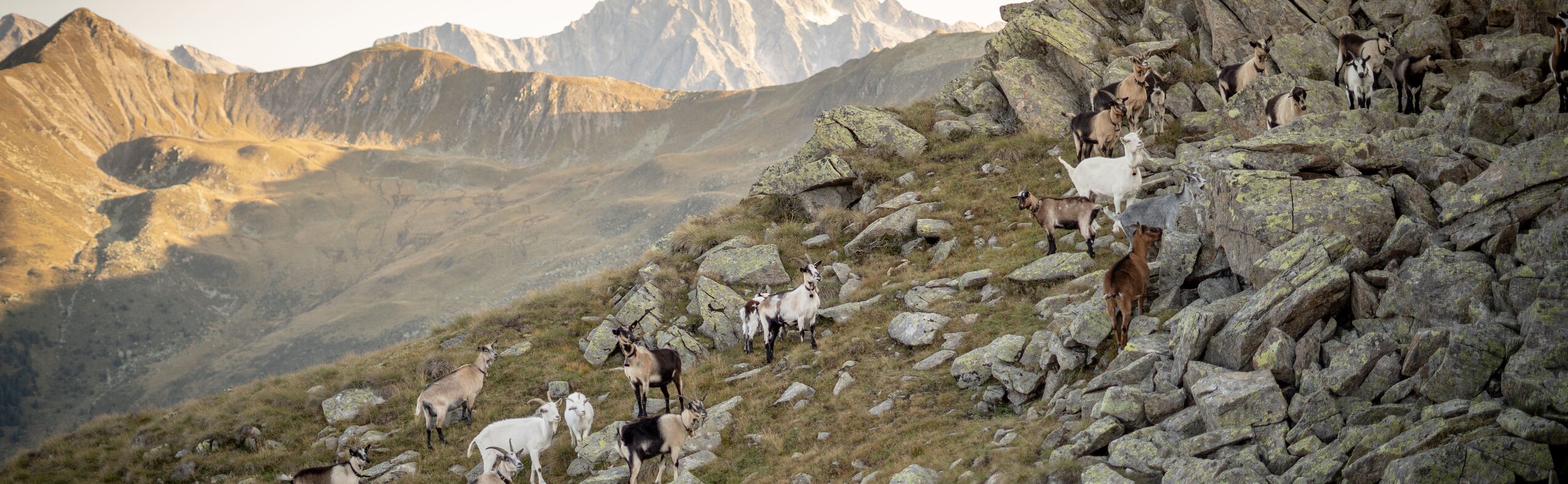 Berglandschaft, Ziegen | © Notdurfter Anna - TV Antholzertal