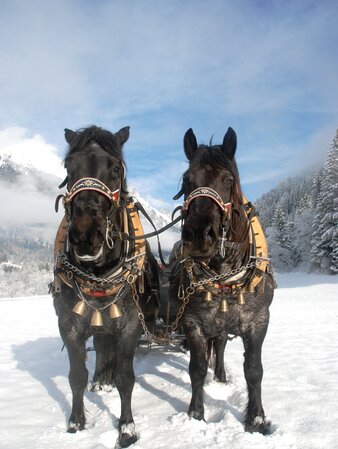 Gita in slitta trainata da cavalli, paesaggio invernale | © Leitgeb Karl Heinz
