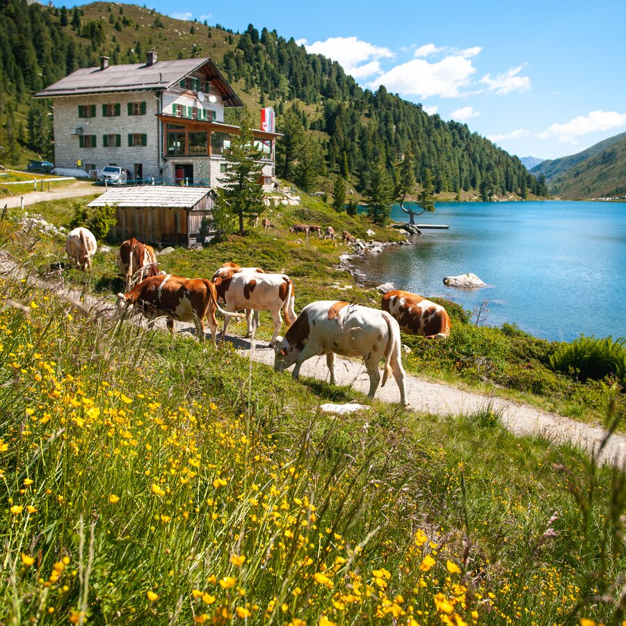 Inn, cows, view of the lake, meadow | © Roter Rucksack