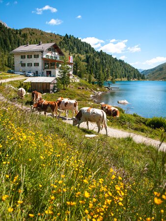 Inn, cows, view of the lake, meadow | © Roter Rucksack
