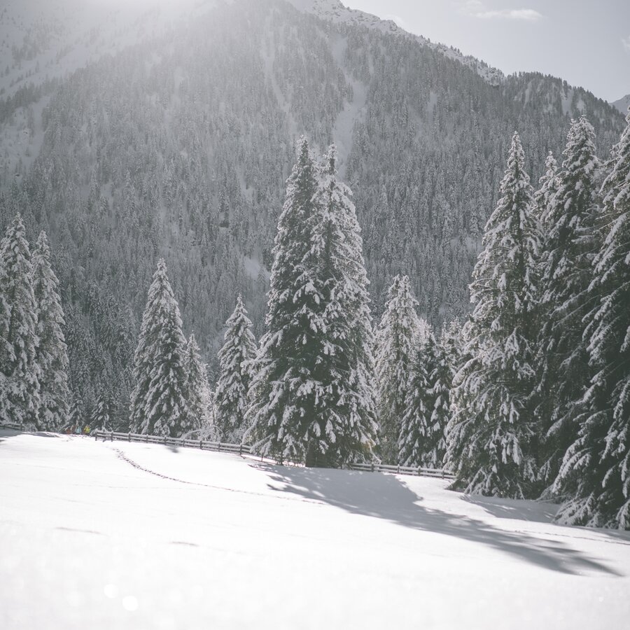 Landscape, snow, forest | © Kottersteger Manuel