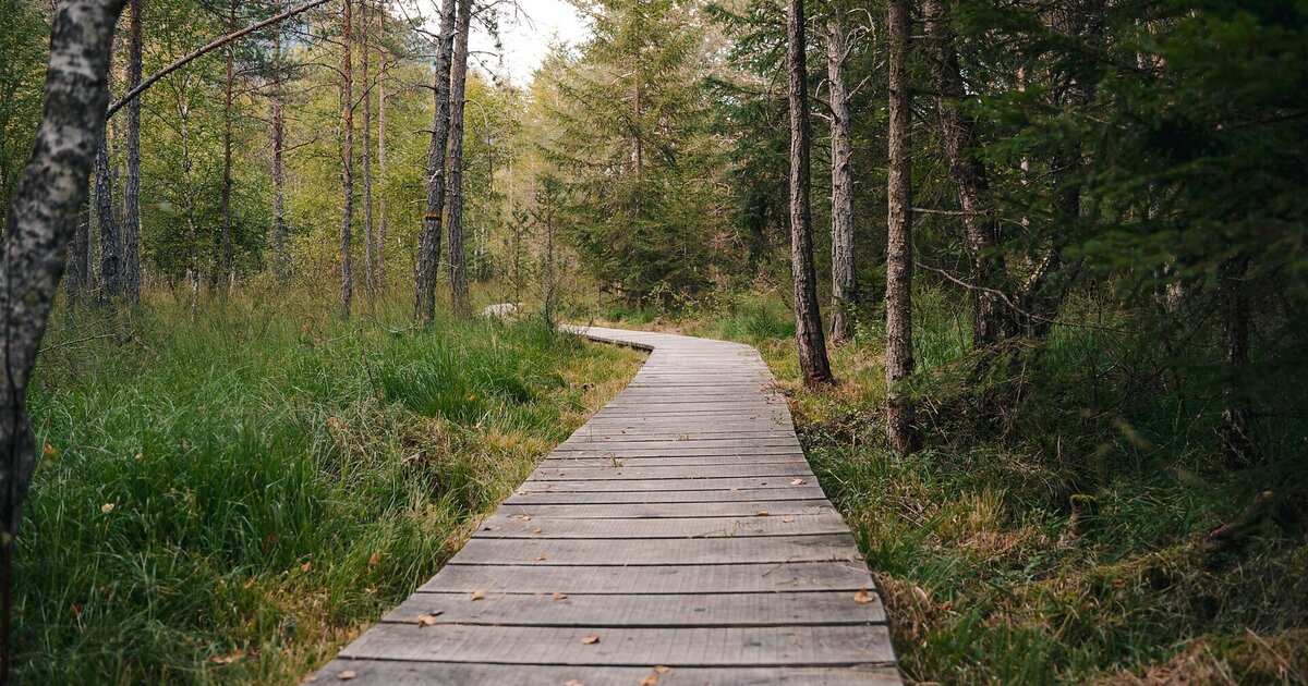 Scenic hike with Gilbert: Rasner Möser nature experience & village loop